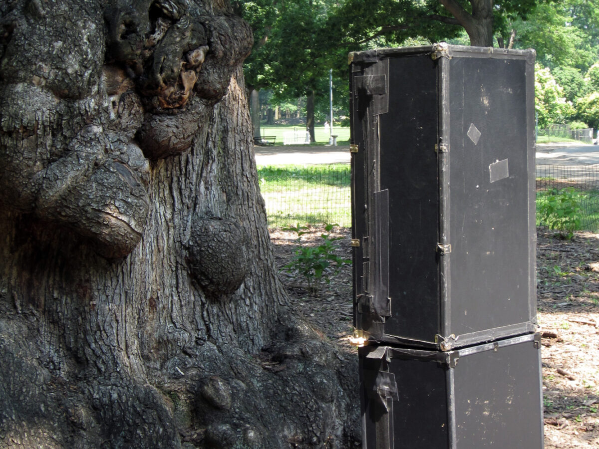 Trunk cameras in Central Park